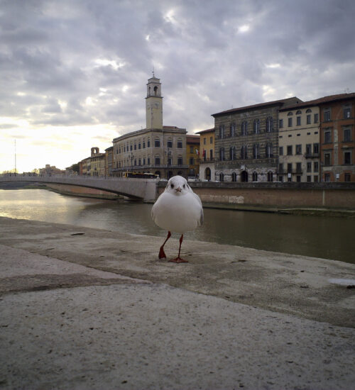 L'Arno.it