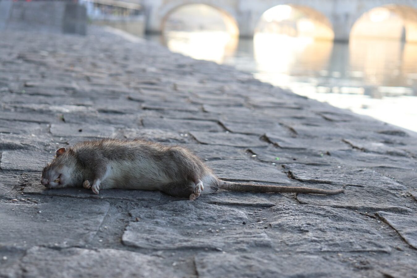 L'Arno.it